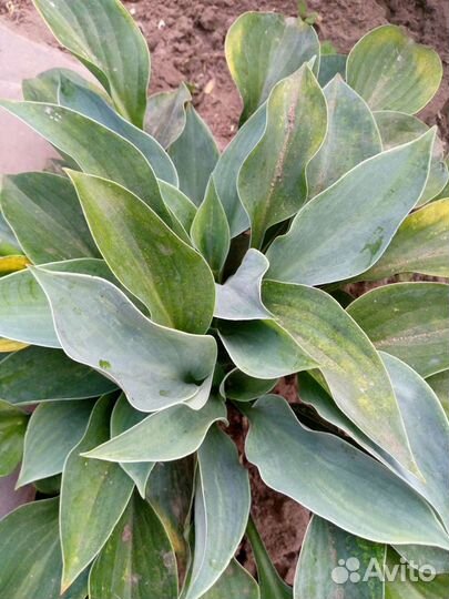 Садовые цветы многолетники