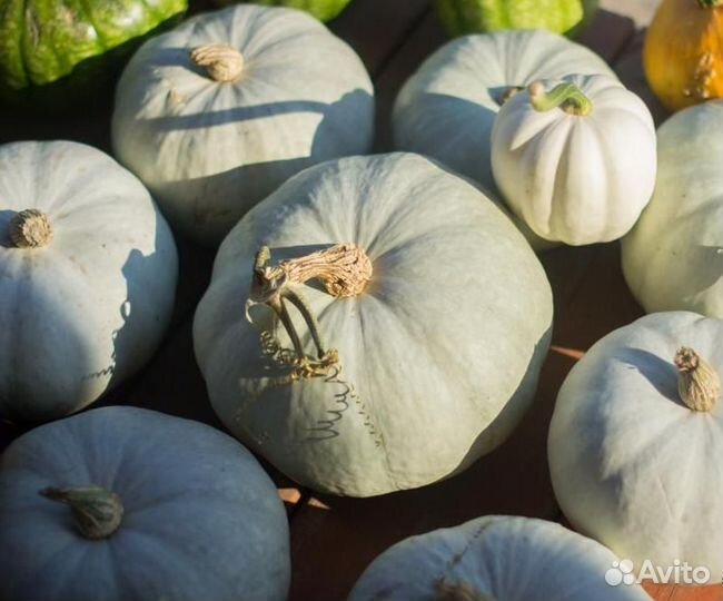 Тыква «Крошечка-Хаврошечка» 10 семян