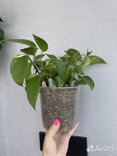 Сциндапсус золотистый