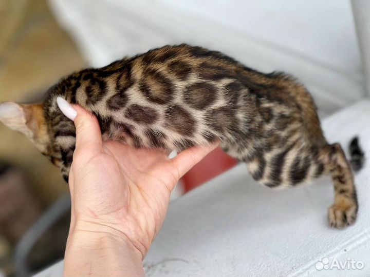 Волшебные Бенгальские Котята ищут хозяев
