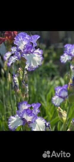 Многолетники растения