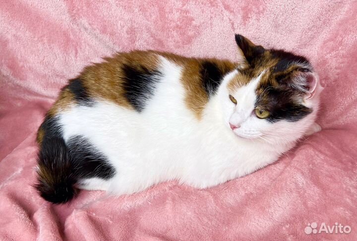 Кошка Пятнашка – трехцветная обаяшка в добрые руки