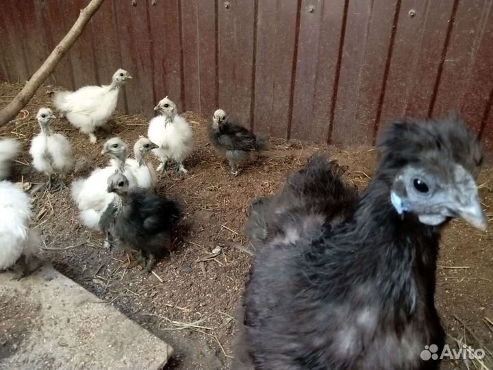 Куры петухи и цыплята китайской шелковой