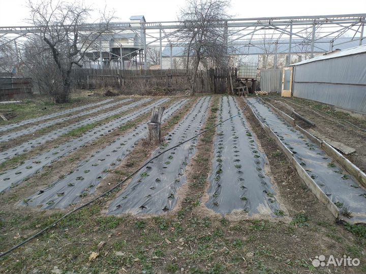 Рассада клубники