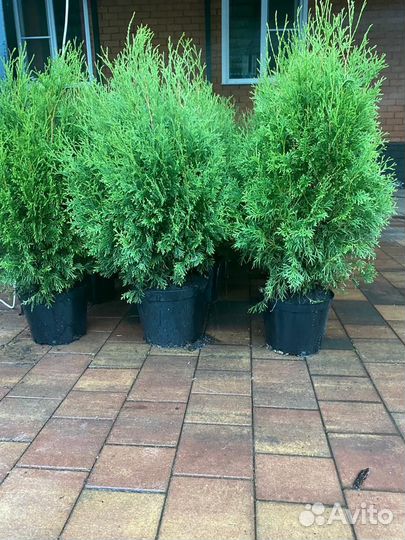 Туя колоновидная