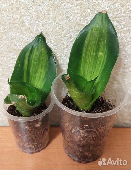 Сансевиерия Ханни грин мулд медиопикта