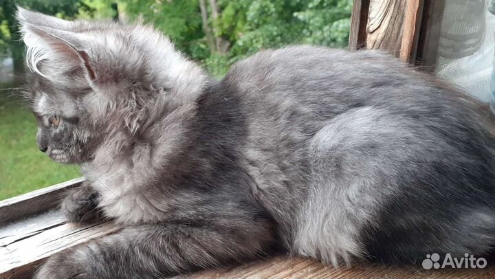 Кошки