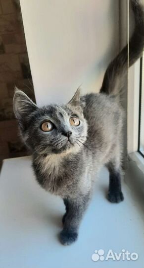 Найден котенок