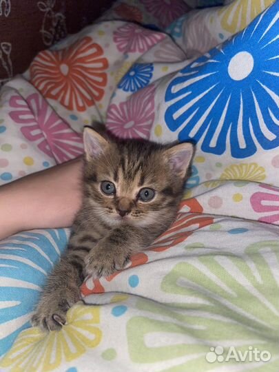 Котенок