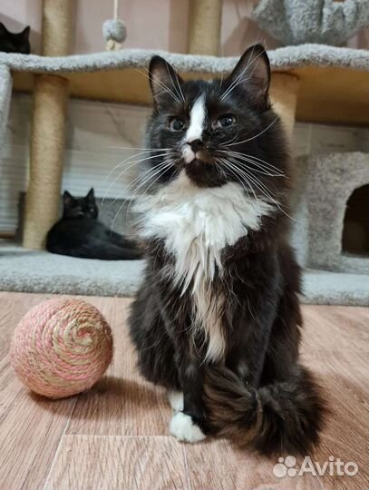 Кошки в добрые руки бесплатно