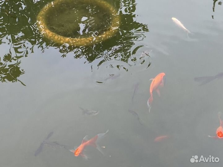 Рыба комета