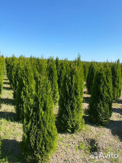 Туя Смарагд 140 см из питомника