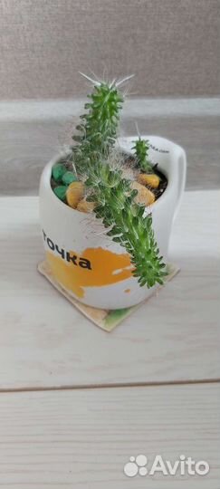 Композиция кактусы