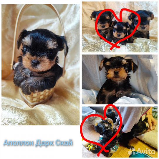 Йоркширский терьер щенки
