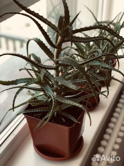 Алое лечебный