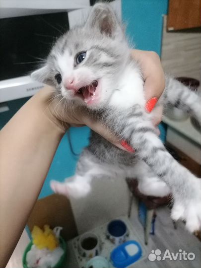 Котята мейн-кун метис