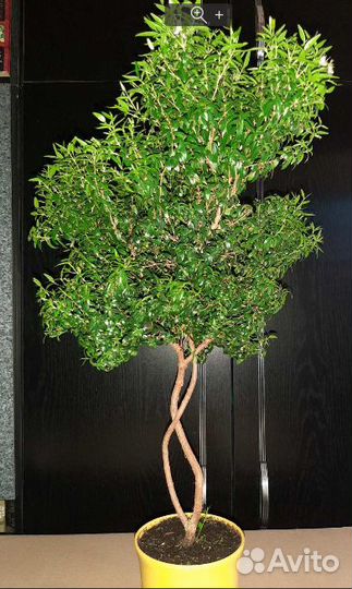 Миртовое дерево