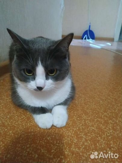 Кошки