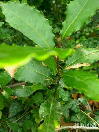 Лавровый лист кустарник