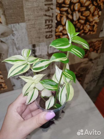 Традесканция