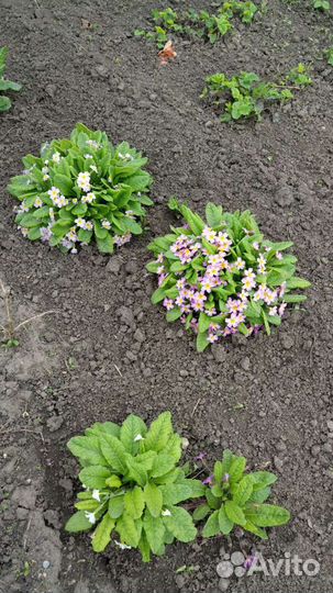 Саженцы персиков,ежевики,калины,малины и цветы