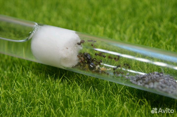 Муравьи жнецы, экзотические муравьи