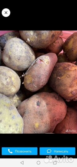 Продам картофель