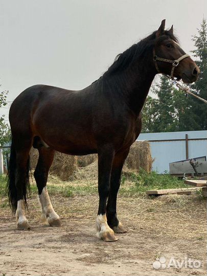 Жеребец орловский рысак