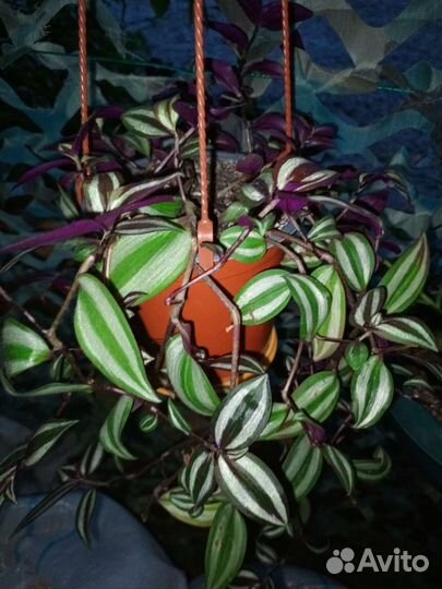 Укорененные ростки алоэ