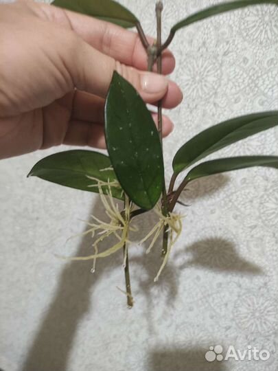 Продам цветы комнатные