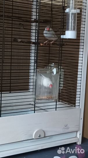 Рисовые амадины с клеткой