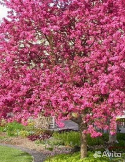 Декоративная яблоня Кармен