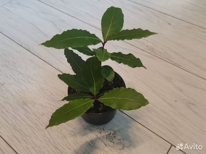 Лавровое дерево