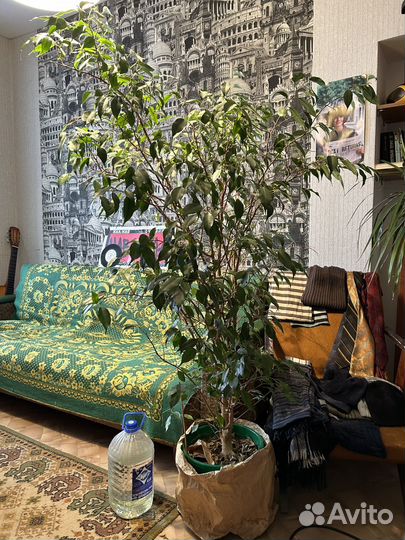 Фикус бенджамина большой/ комнатные растения