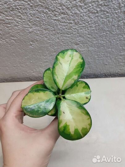 Хойя аустралис лиза