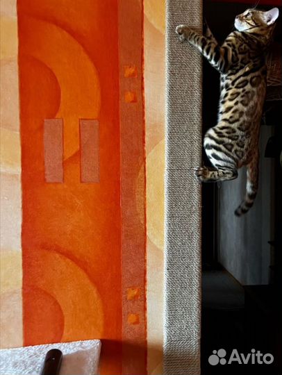 Когтеточка настенная, комплекс для кошки