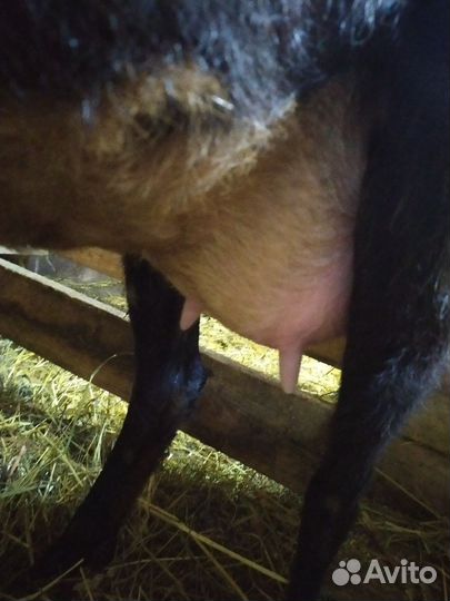 Козочки рождены 16.10.23