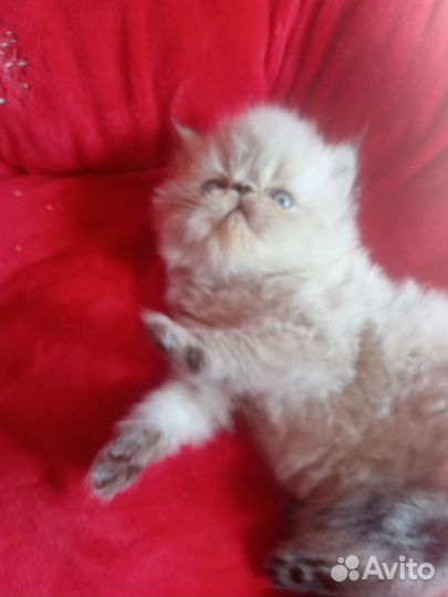 Персидские котята