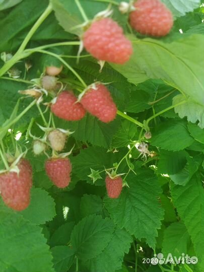 Ремонтантная малина саженцы