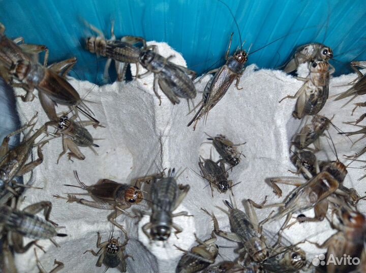 Кормовые насекомые