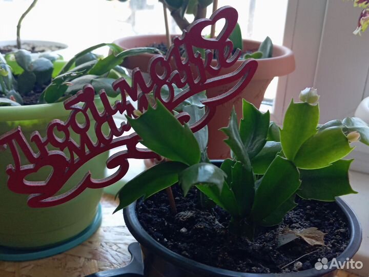 Комнатные цветы, разные