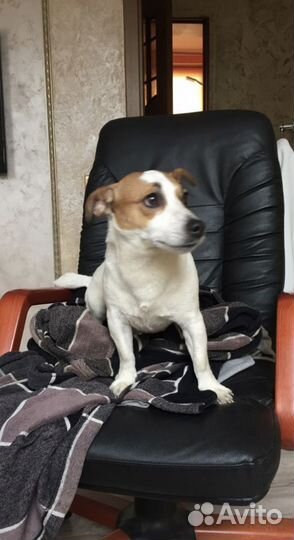 Передержка собак