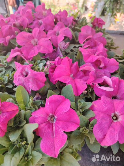 Цветочная рассада