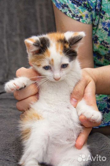 Котенок Твиги в добрые ручки