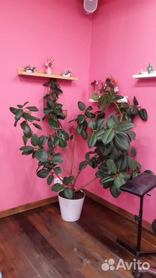 Уход за растениями