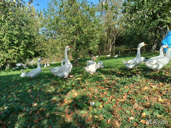 Гуси на племя