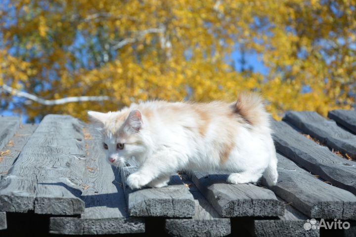 Курильский бобтейл