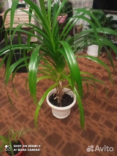 Пальма панданус