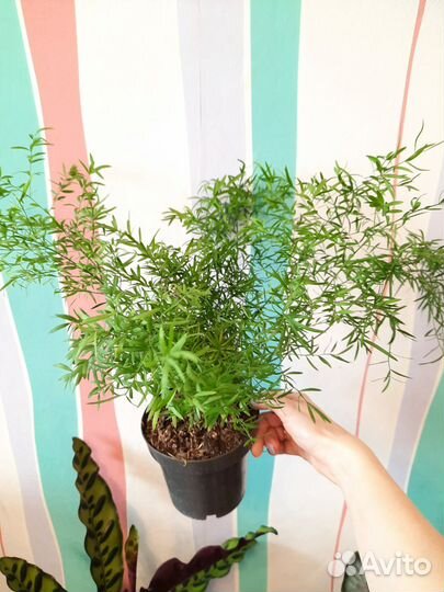 Комнатные растения редкие в наличии