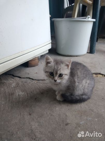 Симпатичные котята